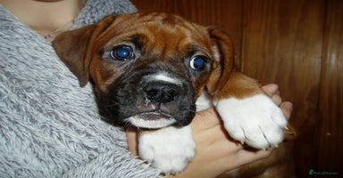 Boxer dogs - Advert 5