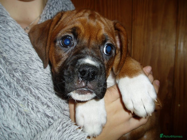 Boxer dogs - Advert 1