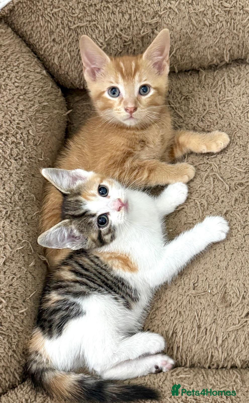 Mixed Breed cats GORGEOUS KITTENS  - Advert 5