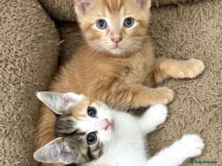 Mixed Breed cats GORGEOUS KITTENS - Advert 6