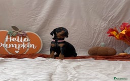 Dobermann dogs for sale: KC Reg European Doberman Pups Exceptional Line - Image 10