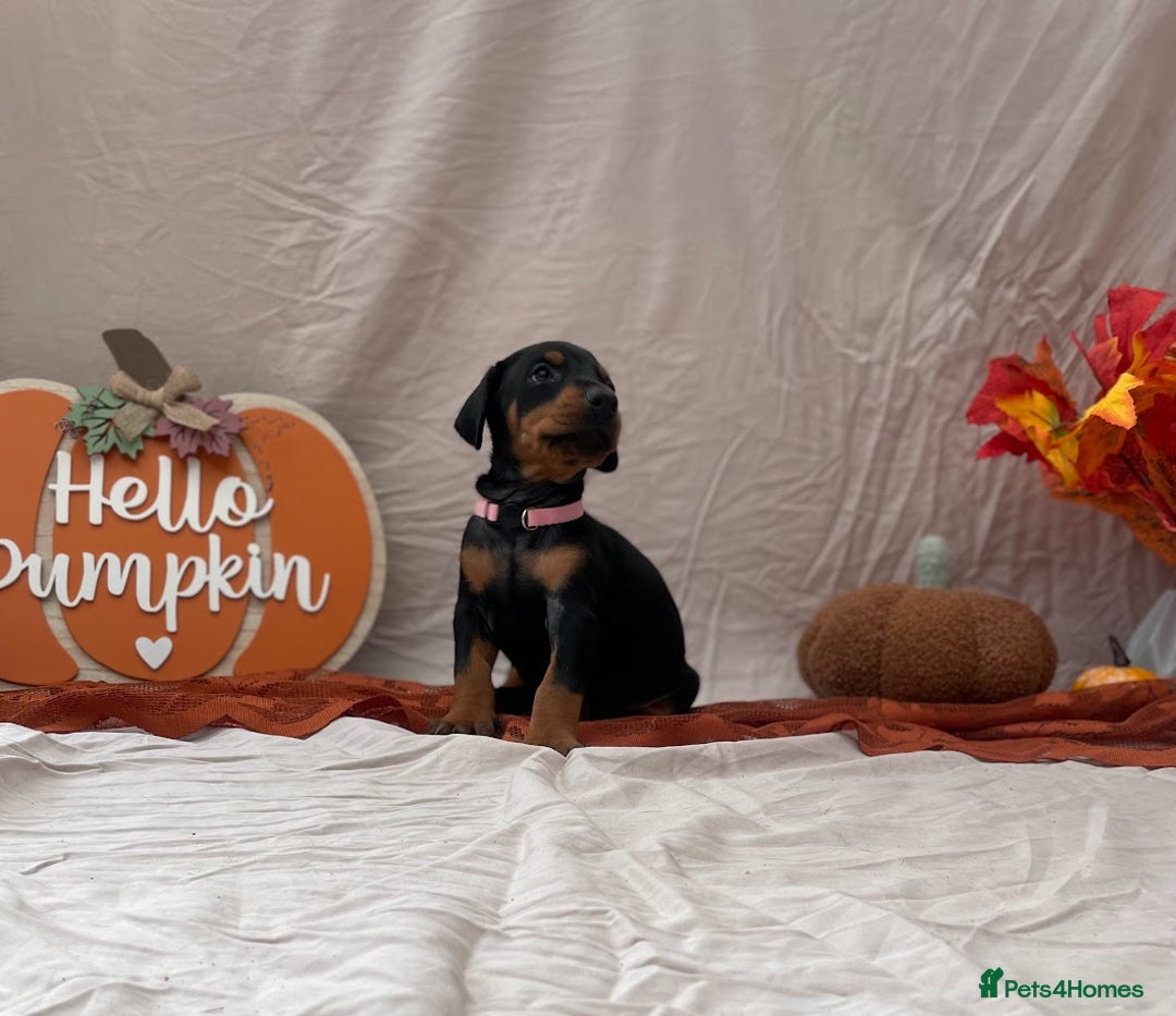 Dobermann dogs for sale: KC Reg European Doberman Pups Exceptional Line - Image 10