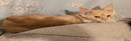 Maine Coon cats for sale: Pure maine coon kittens for sale - Advert 13