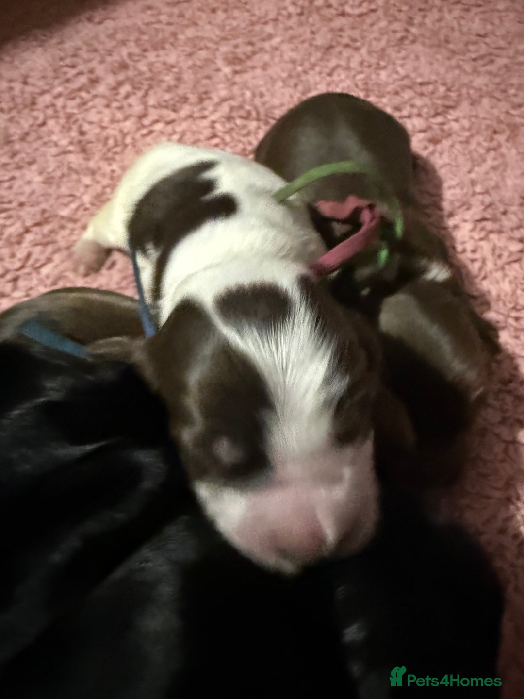 Cocker Spaniel dogs for sale: Show type cocker spaniel pups  - Advert 21