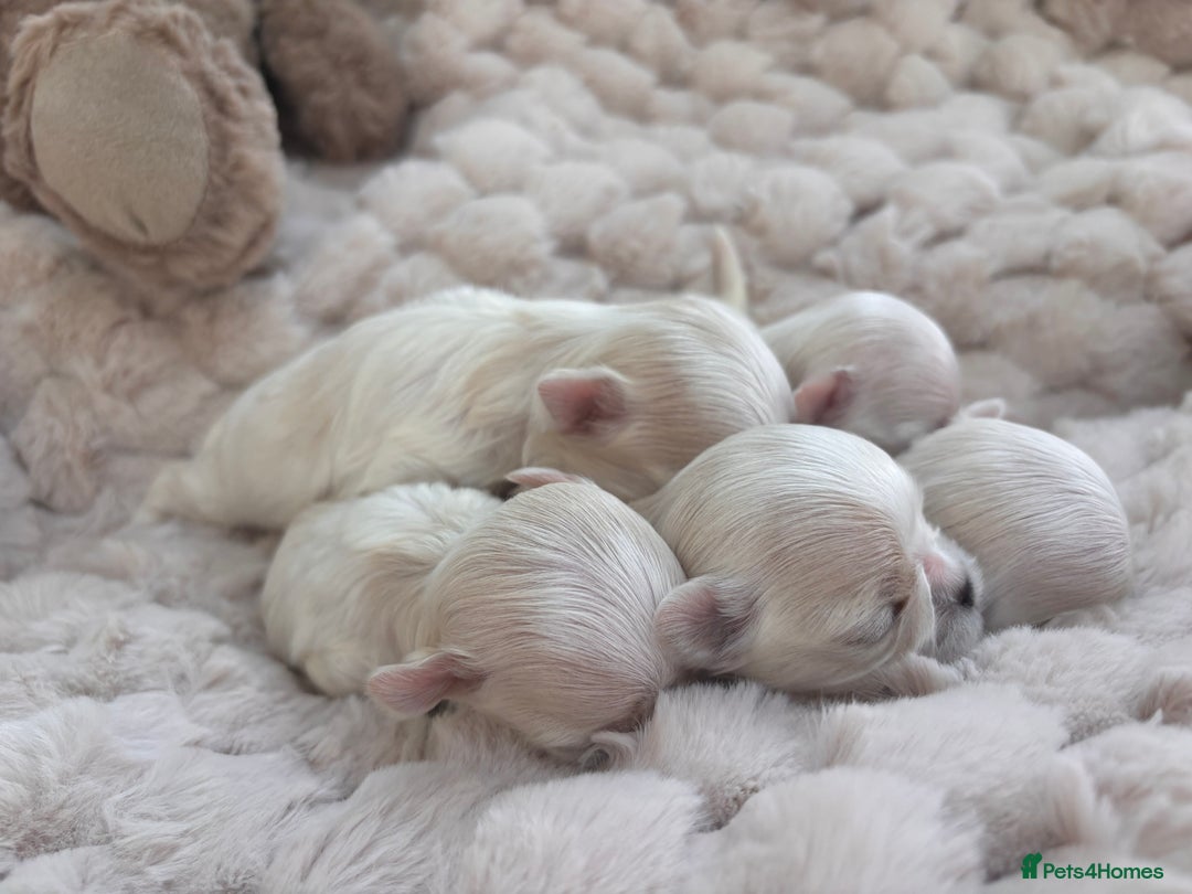 Maltese dogs for sale: ✨💫Tiny Exquisite Bambelina Maltese 💫✨ - Image 11