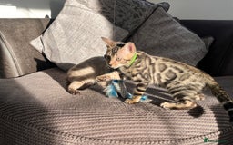 Bengal cats for sale: Stunning full pedigree bengal kittens  - Image 28