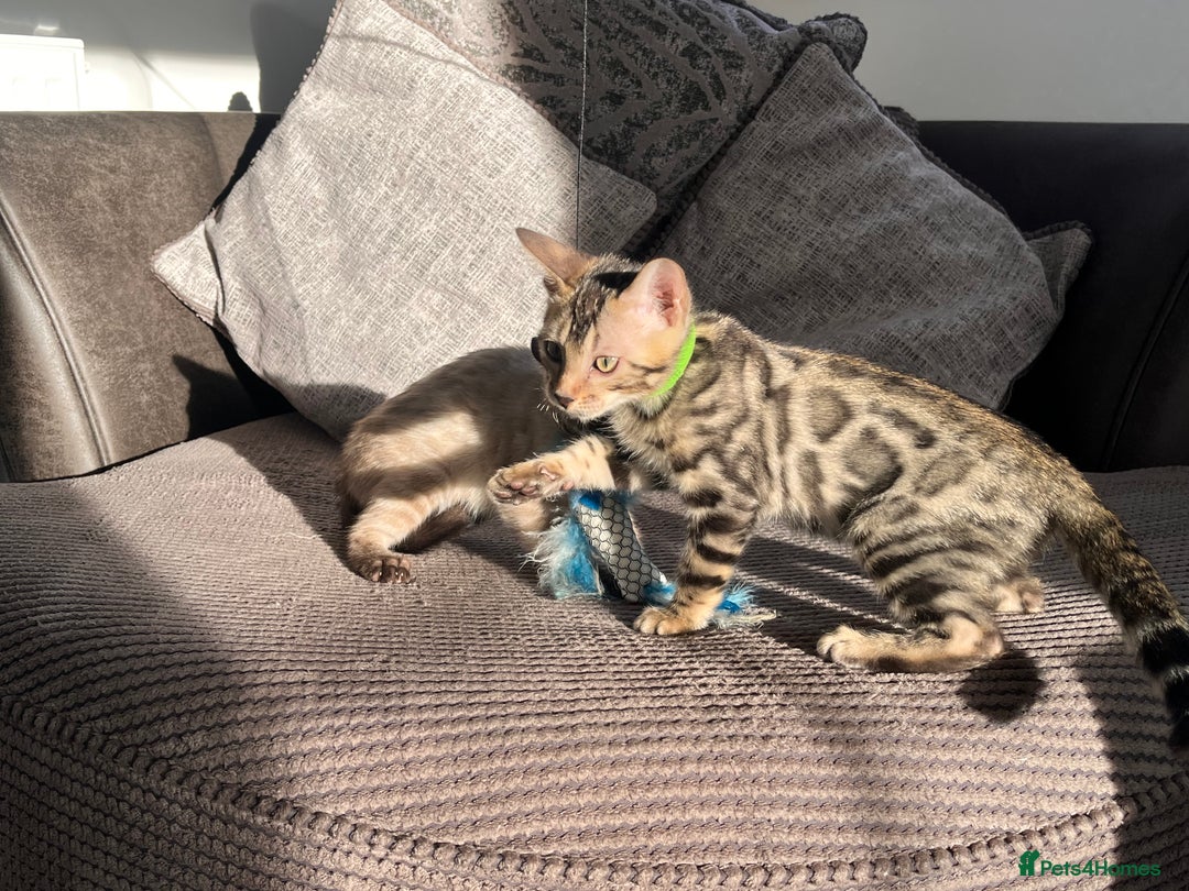 Bengal cats for sale: Stunning full pedigree bengal kittens  - Image 28