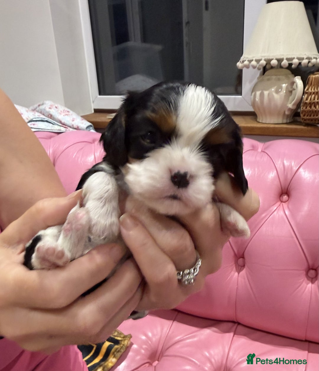 Cavalier King Charles Spaniel dogs for sale: Cavalier King Charles Spaniel puppies - Advert 5