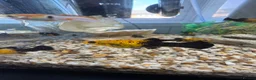 Gecko reptiles for sale: Mollys  - Advert 1