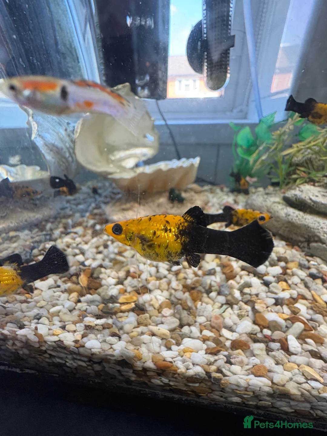 Gecko reptiles for sale: Mollys  - Advert 1