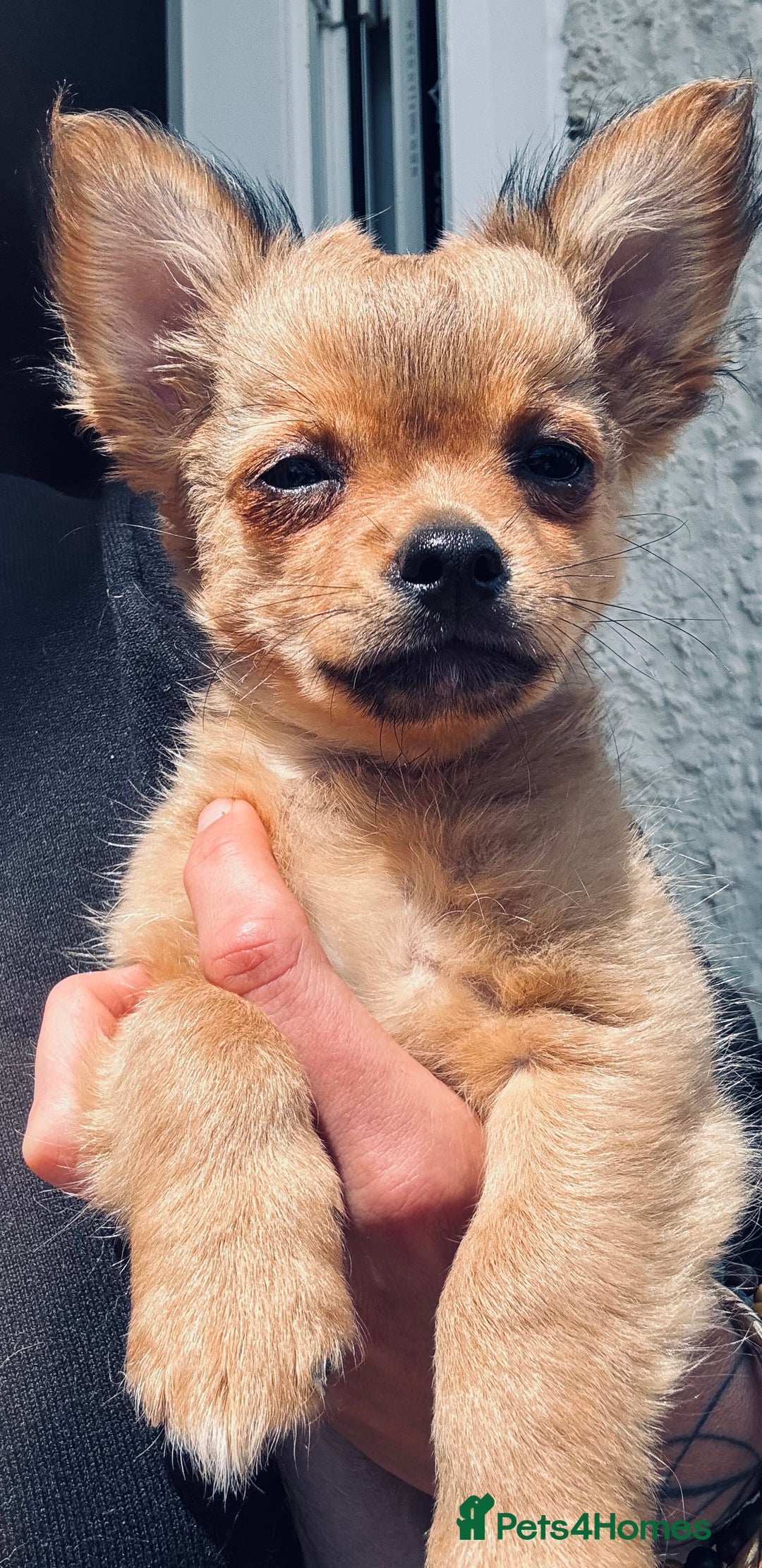 Pomchi dogs for sale: Beautiful female puppy ready now!  in Godstone - Image 19