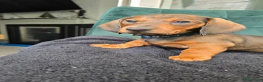 Dachshund Puppy 2