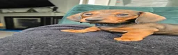 Dachshund dogs for sale: KC Standard Long Haired & Smooth Dachshund Puppies - Advert 21