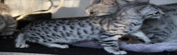 Bengal cats for sale: Bubbling Bengal Kittens For Sale - Advert 7