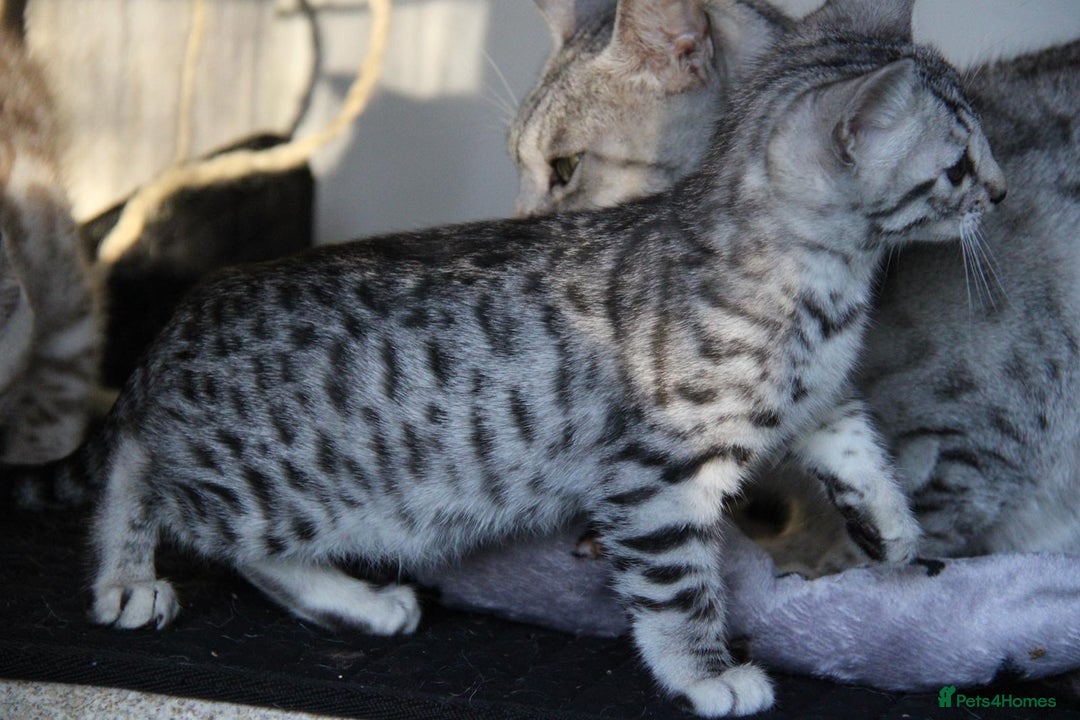 Bengal cats for sale: Bubbling Bengal Kittens For Sale - Advert 7