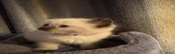 Ragdoll cats for sale: Fluffy seal point Ragdolls - Advert 6