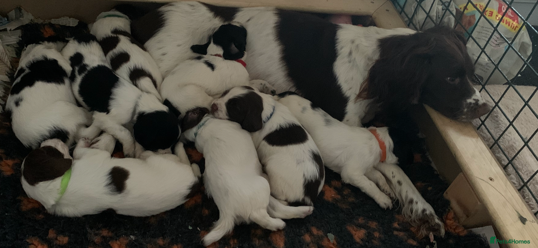 English Springer Spaniel dogs for sale: Beautiful  - Image 17