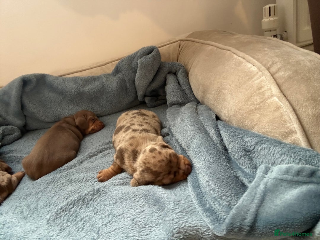 Miniature Dachshund dogs for sale: Special delivery 💙❤️ - Advert 5