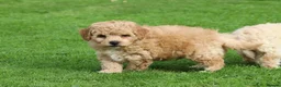 Poochon dogs for sale: Beautiful Poochon puppies for sale  - Advert 10
