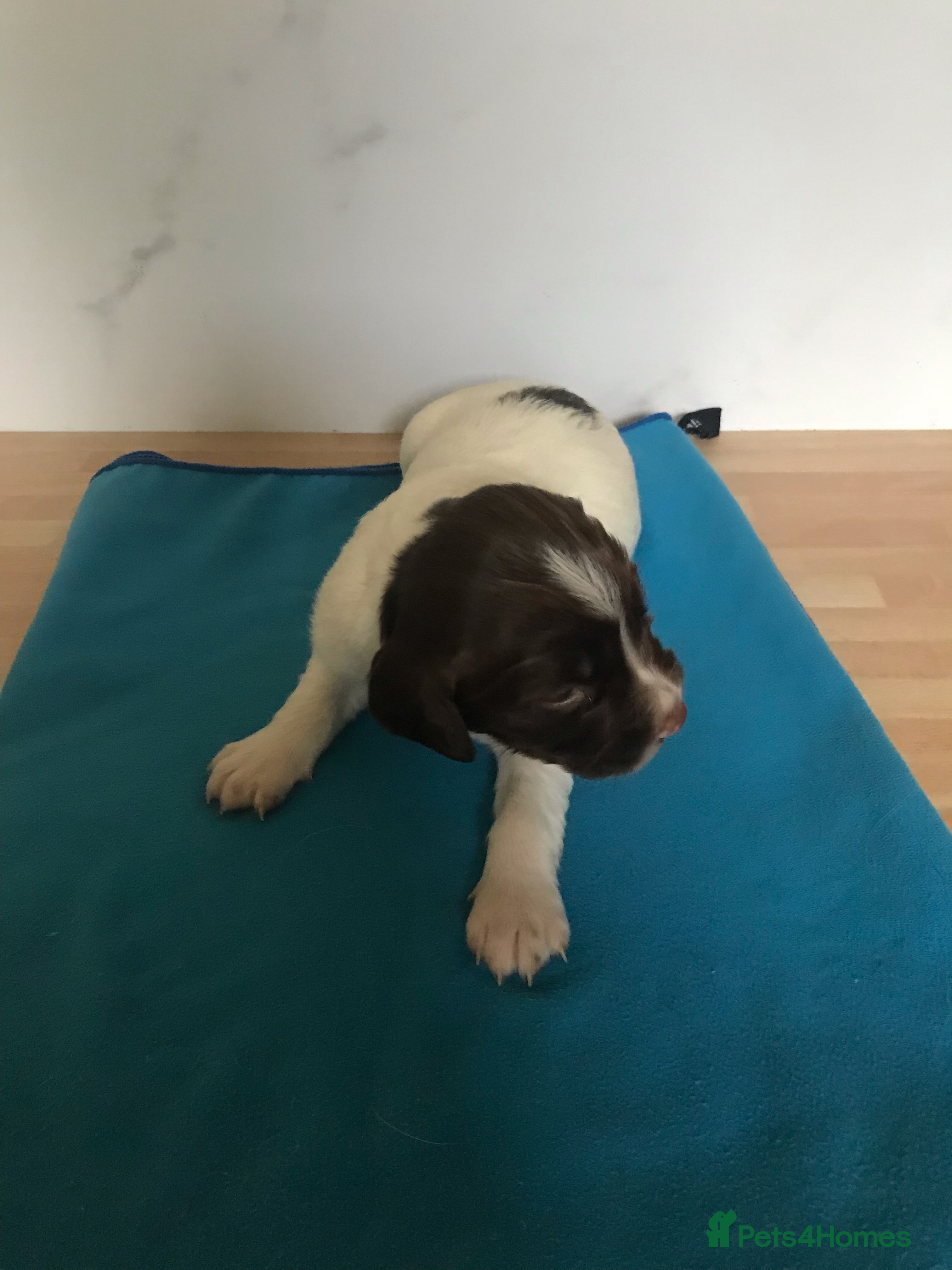 English Springer Spaniel dogs Liver & white ESS puppies for sale - Advert 2