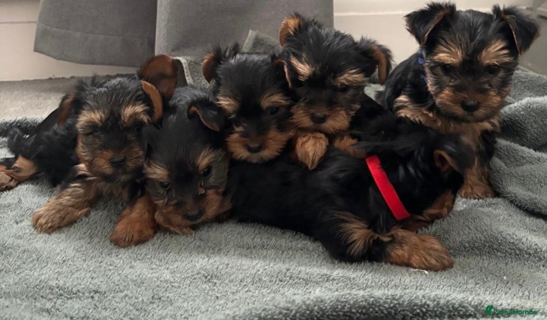 Yorkshire Terrier dogs for sale: Pure Yorkshire terriers  - Advert 1