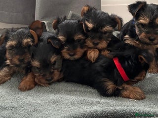 Yorkshire Terrier dogs Pure Yorkshire terriers - Advert 11
