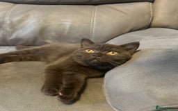 British Shorthair cats for sale: Registered British Shorthair Kittens ❤️  - Image 4