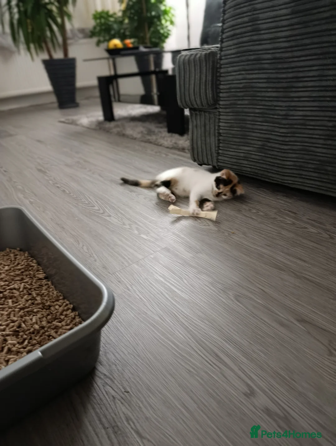 Mixed Breed cats for sale: Mini covs :D - Advert 14