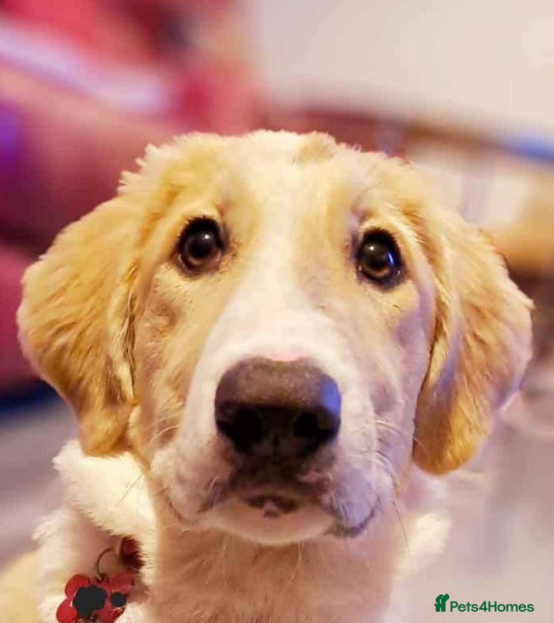 Mixed Breed dogs for sale: 💛🐾 Lovely Lisa 🐾💛 - Image 19