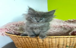 Maine Coon cats for sale: 5 Generation pedigree BLACK SMOKE kittens  - Image 26