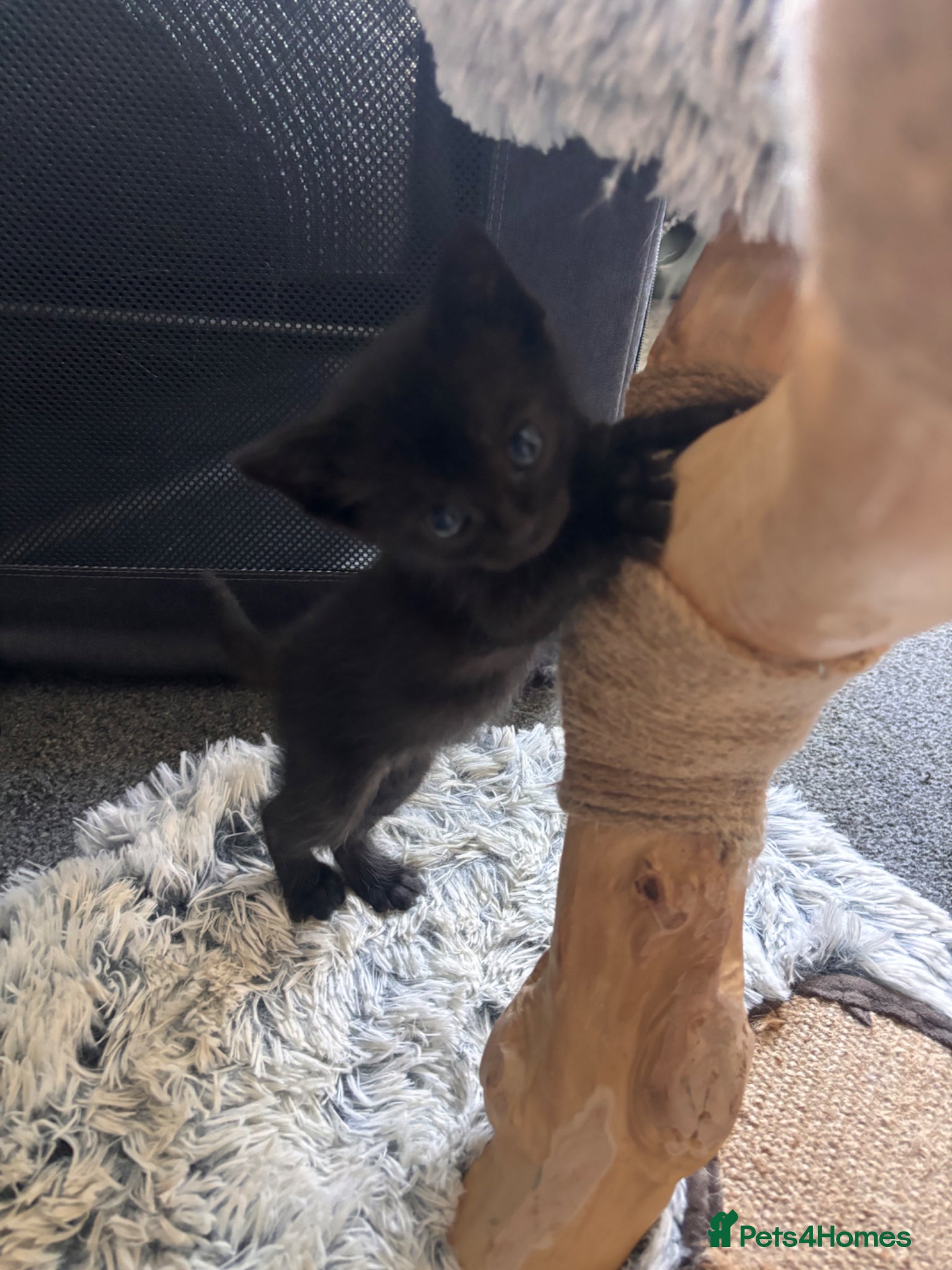 Mixed Breed cats for sale: Male kittens - Advert 20