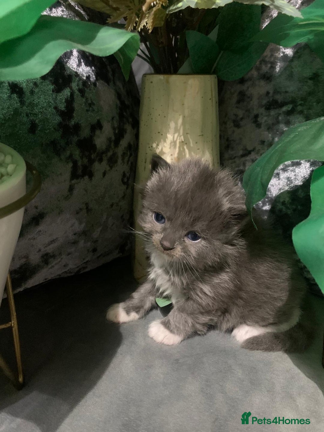 Ragdoll cats for sale: Ragdoll/Persian kittens - Advert 4