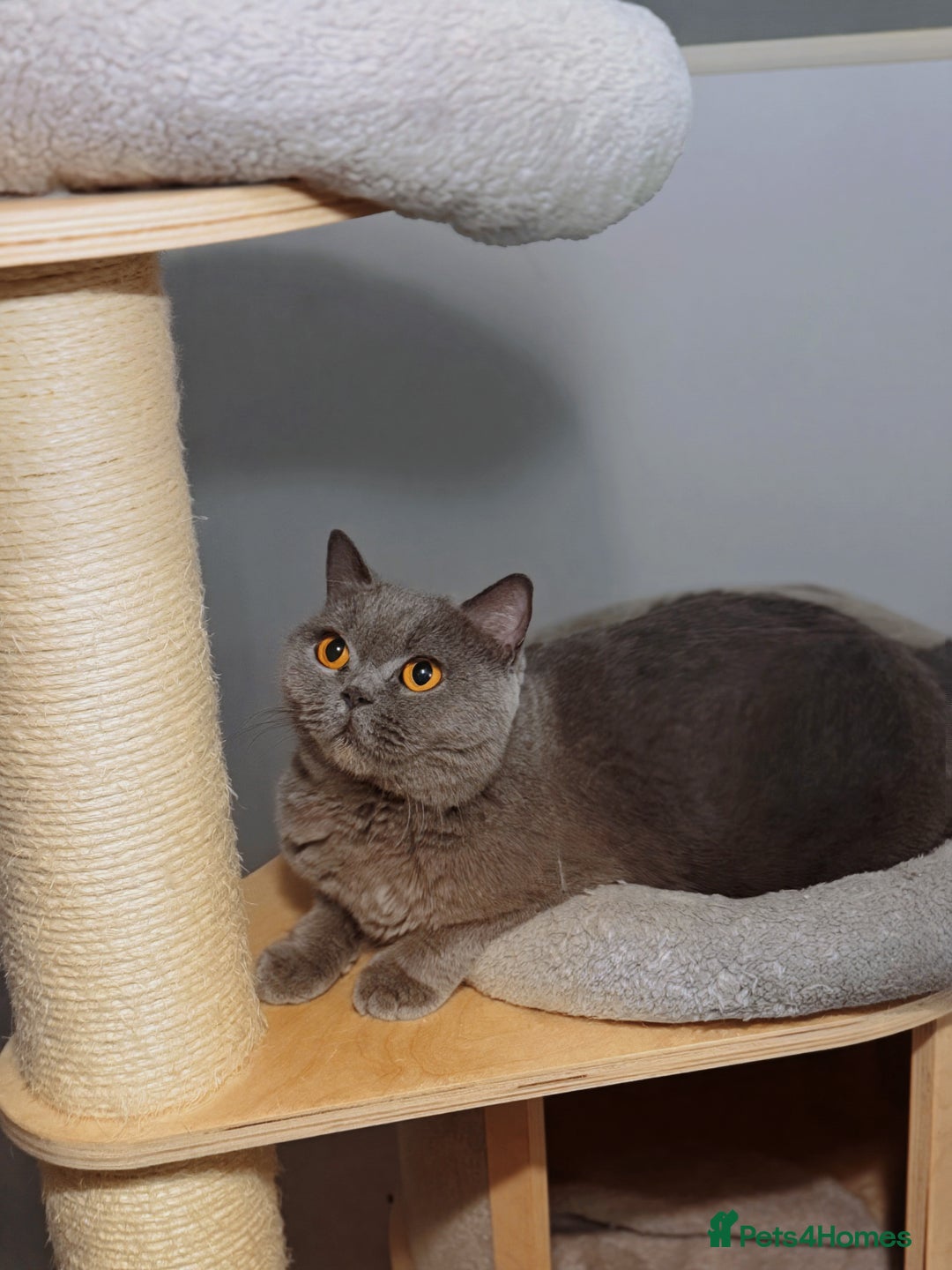 British Shorthair cats for sale: Female 4 years old available  - Image 2