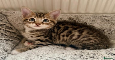 Bengal cats - Advert 9
