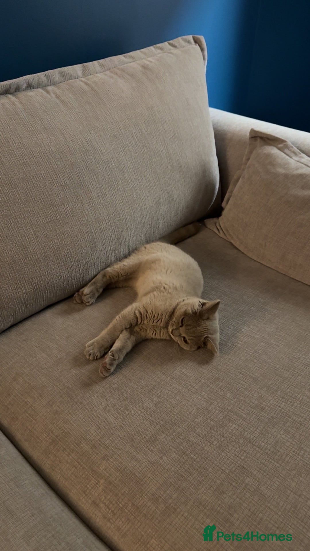 British Shorthair cats for sale: Lilac British Shorthair Kitten - Image 6