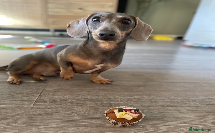 Dachshund dogs - Advert 2