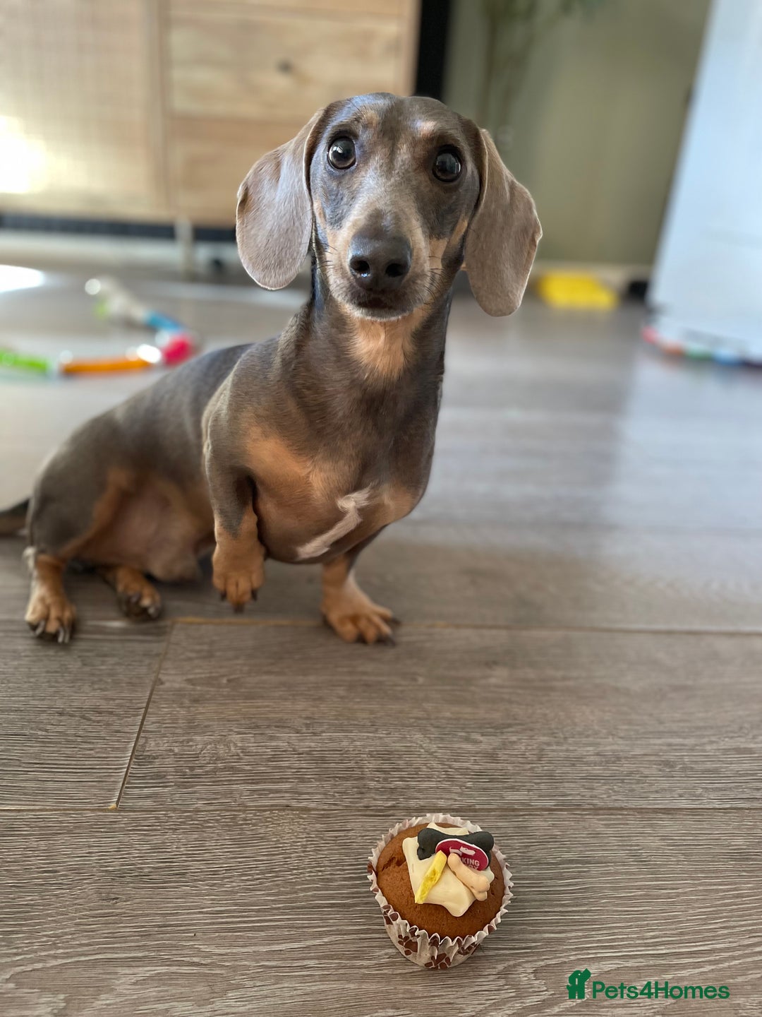 Dachshund dogs for sale: Rehome for Norman  - Image 1