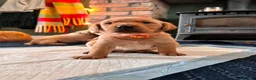 Labrador Retriever dogs for sale: KC Registered Red Fox Labrador Puppies - Advert 10