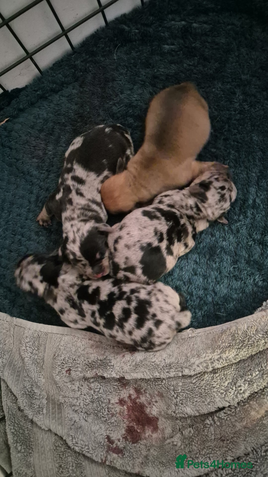 Mixed Breed dogs for sale: Dapple dachs cross frenchie - Advert 8