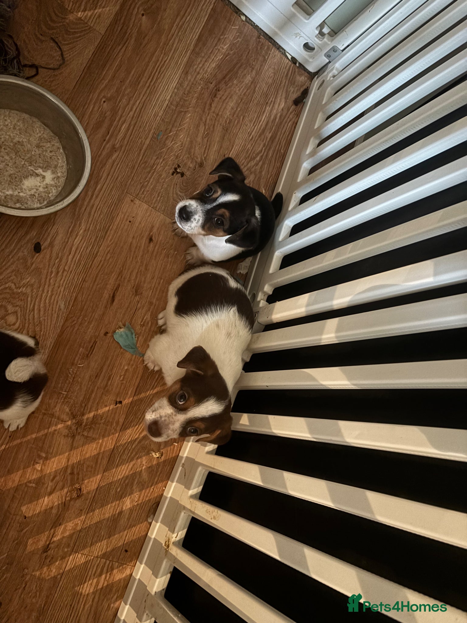 Jack Russell dogs Real deal traditional Jacks - readu - Advert 2