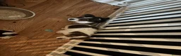 Jack Russell dogs for sale: 2 remaining Traditional Jack Russell’s  - Advert 12