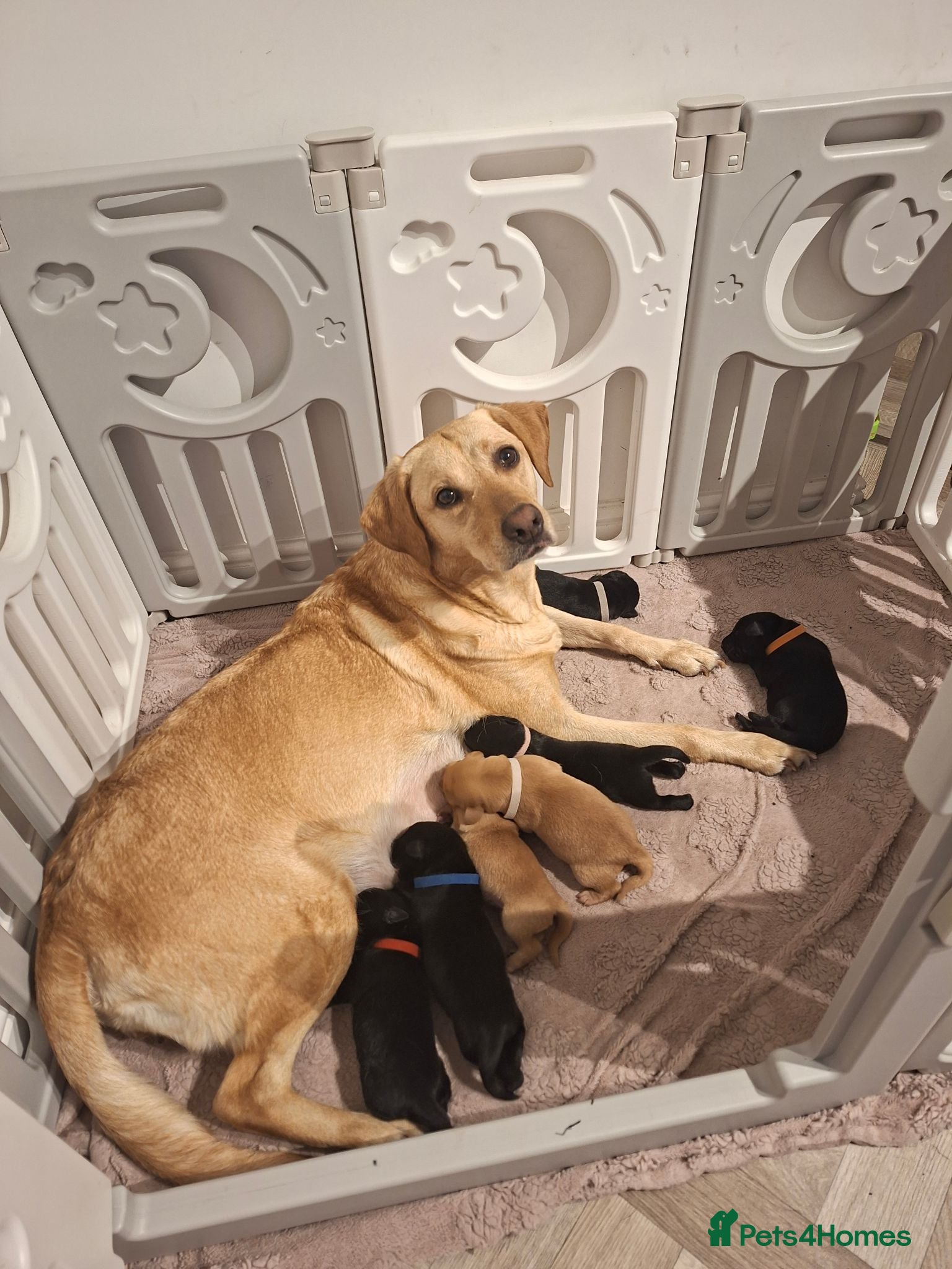 Labrador Retriever dogs Labrador puppies 5 left. 3 boys, 2 girls - Advert 5