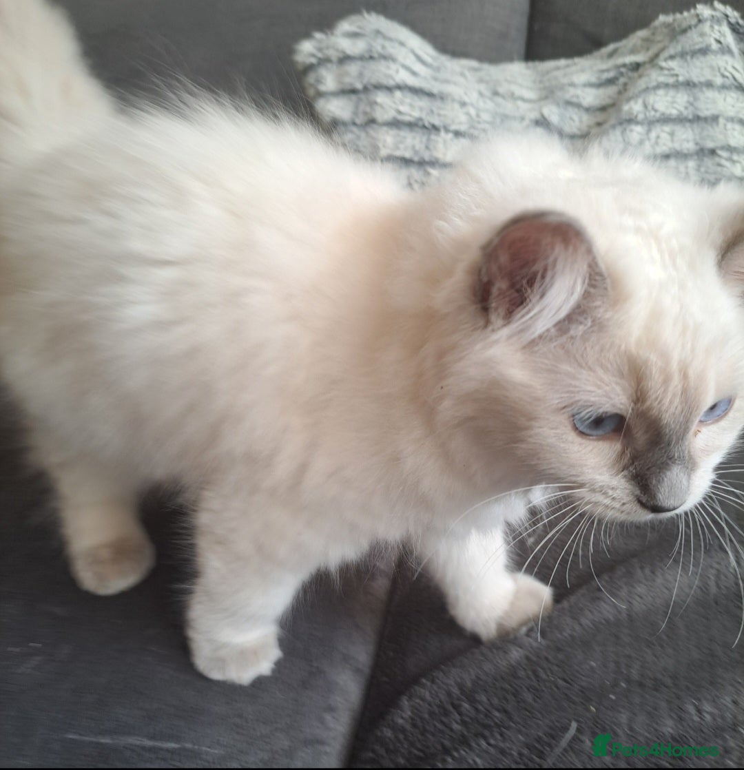 Ragdoll cats for sale: Ragdoll boys for new homes - Image 11