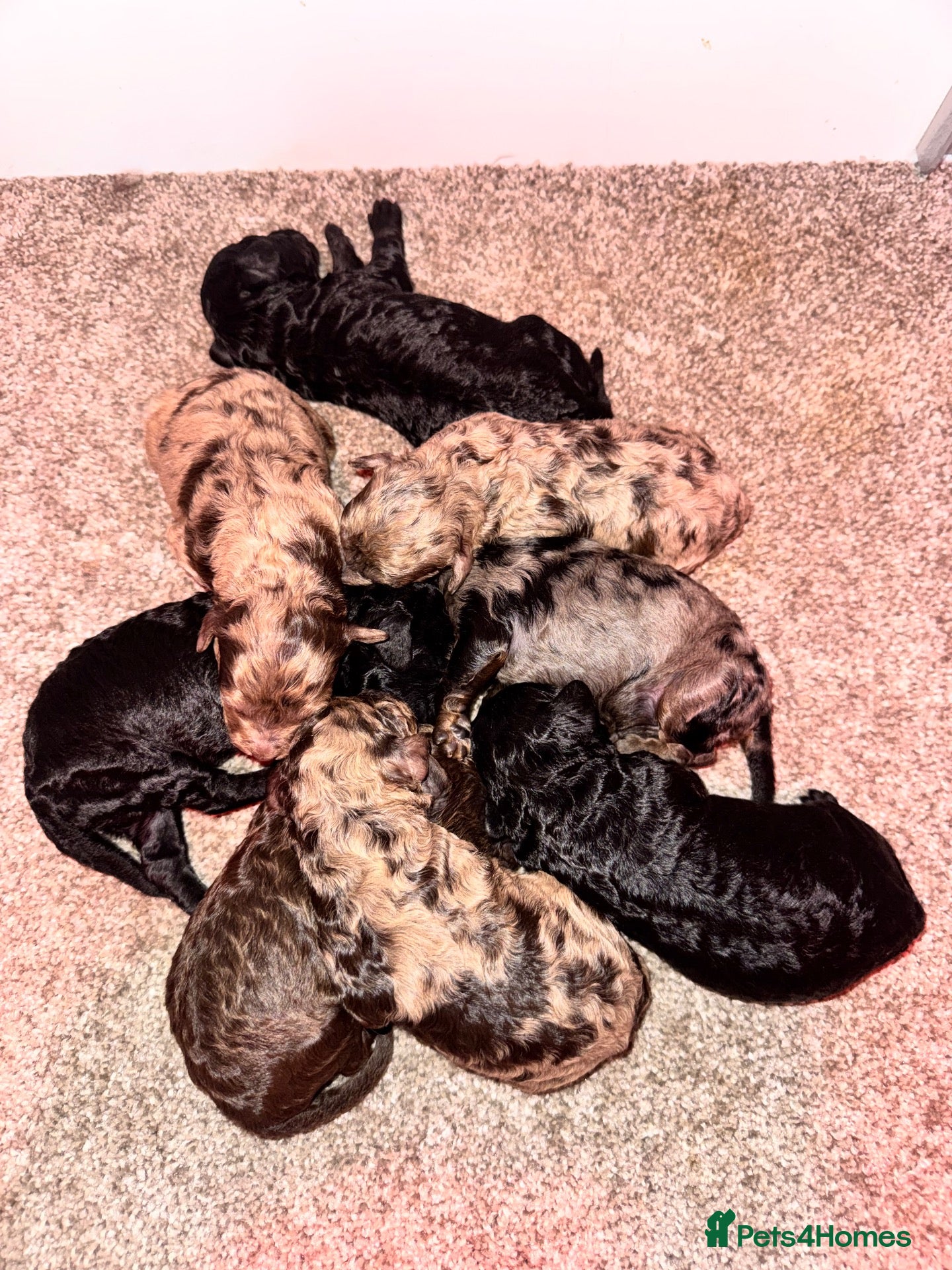 Cockapoo dogs for sale: Stunning toy F1bbb cockerpoo  - Advert 21