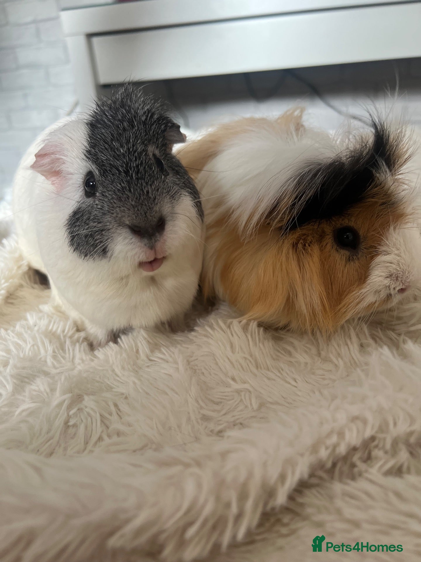 Guinea Pig rodents 2 male guinea pigs - Advert 1
