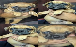 Mixed Breed dogs for sale: Frenchie x pups  - Image 10