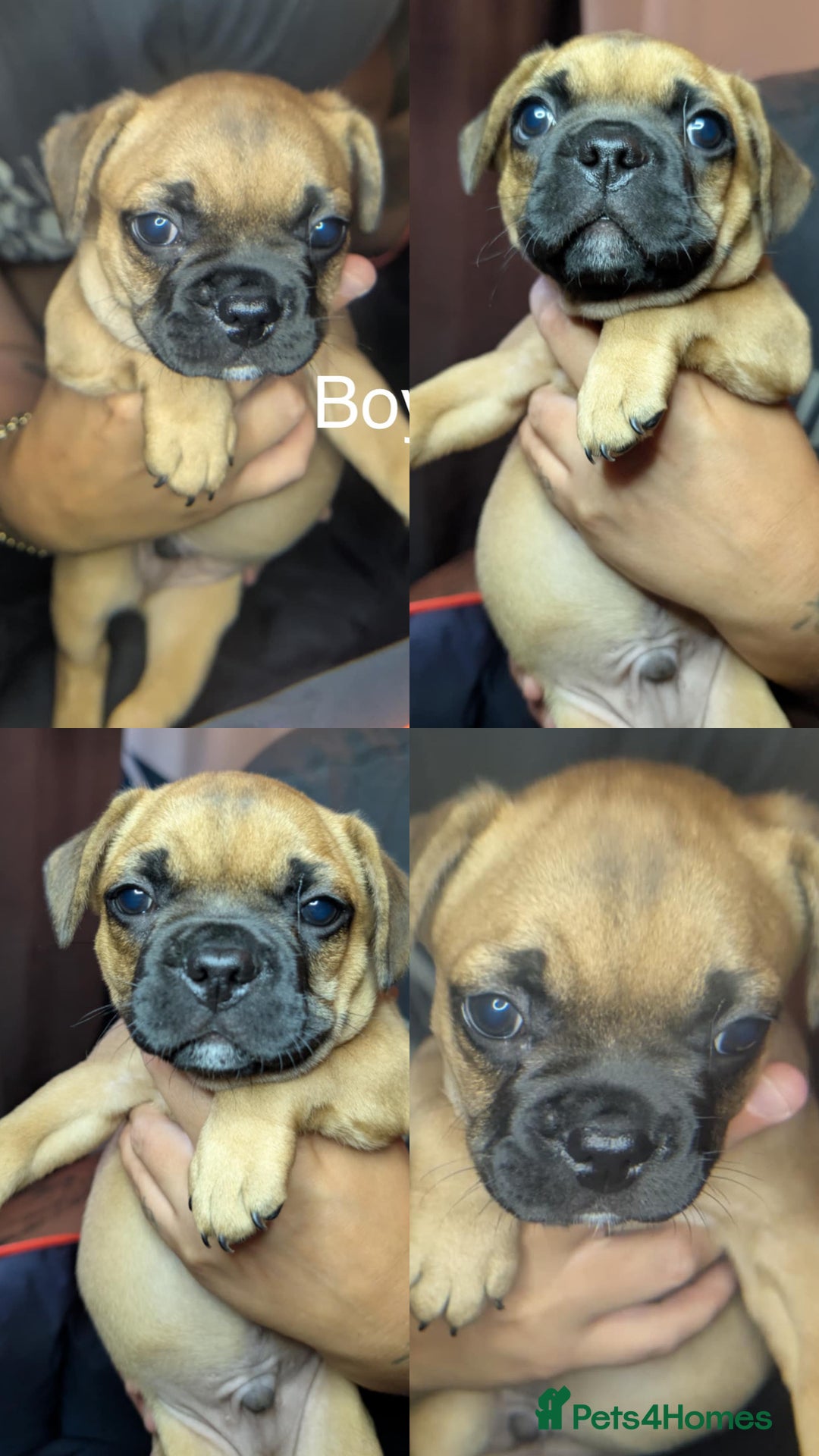 Mixed Breed dogs for sale: Frenchie x pups  - Image 10