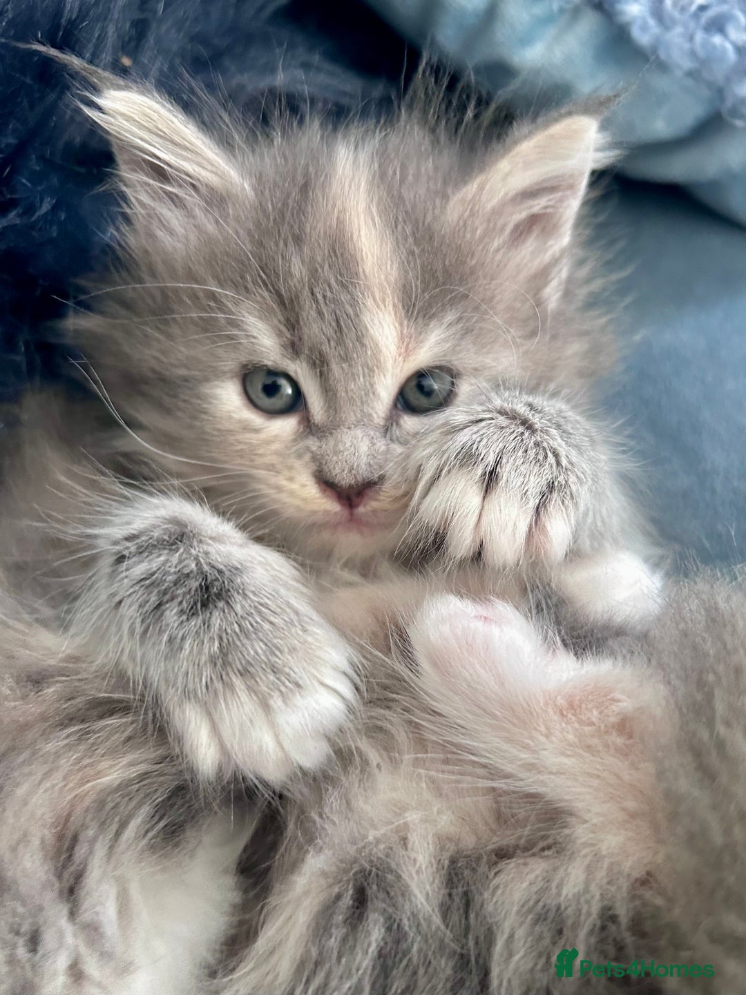 Maine Coon cats for sale: Beautiful female full Maine coon kittens  - Image 11