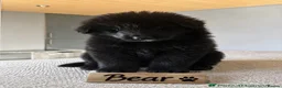 German Shepherd dogs for stud: *Proven* Black German Shepherd Dog Male at Stud  - Advert 26
