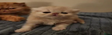 Persian 5